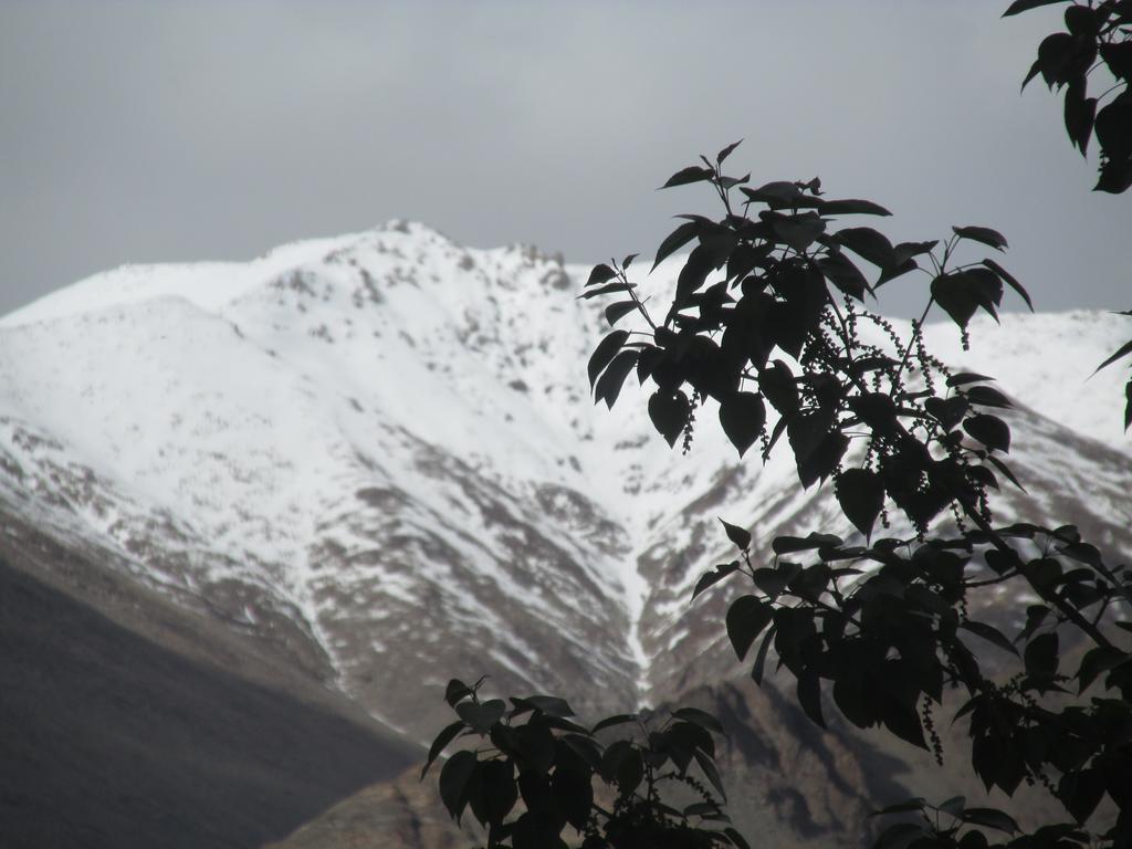 Streamlet Homestay Leh Exterior photo